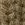 Alder