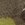 Bark